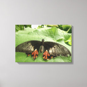 Pretty Black Red and Gold Butterfly Canvas Print