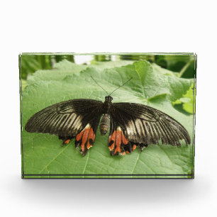 Pretty Black Red and Gold Butterfly Decorative Acrylic Award