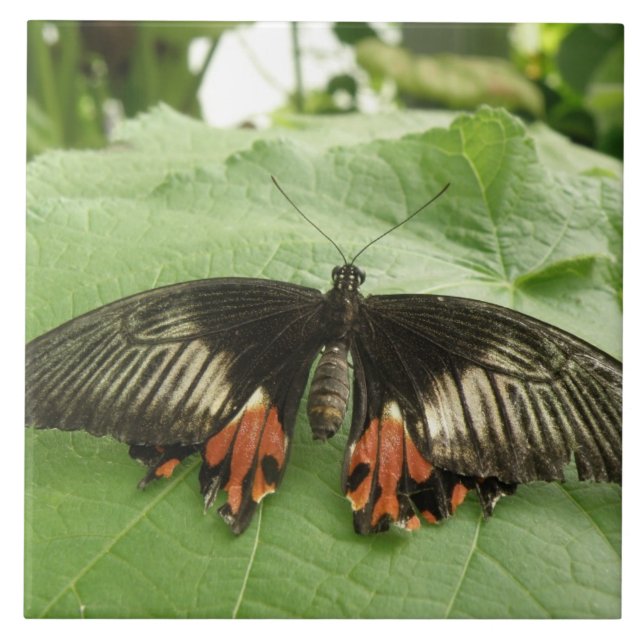 Pretty Black Red and Gold Butterfly Tile (Front)