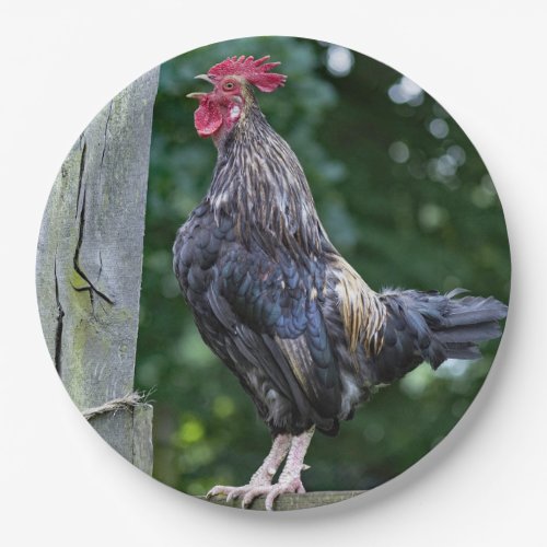 Pretty Black Rooster Crowing Photo Paper Plates