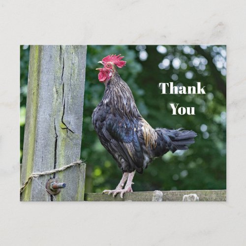 Pretty Black Rooster Crowing Photo Thank You Postcard