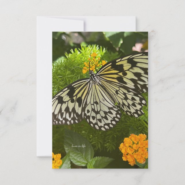 Pretty Black & White Butterfly Note Card (Front)