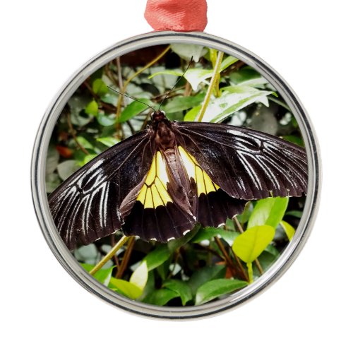 pretty black yellow butterfly photograph metal ornament