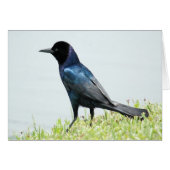 Pretty blackbird crow Card (Front Horizontal)