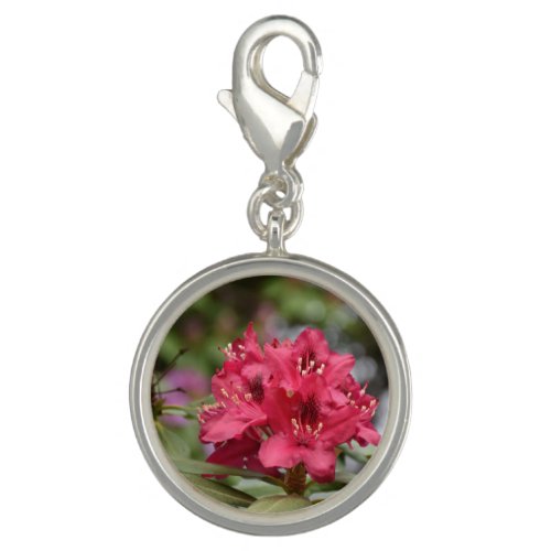 Pretty Blooming Red Rhododendron Blossom Charm
