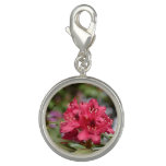 Pretty Blooming Red Rhododendron Blossom Charm