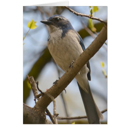 Pretty Blue Bird Cards (Front)