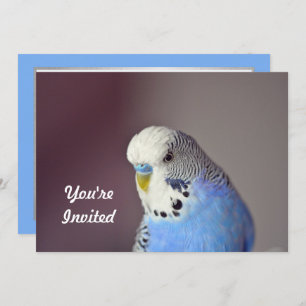 Pretty Blue Budgie Photo Birthday Invitation
