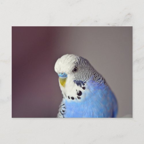 Pretty Blue Budgie Photo Postcard