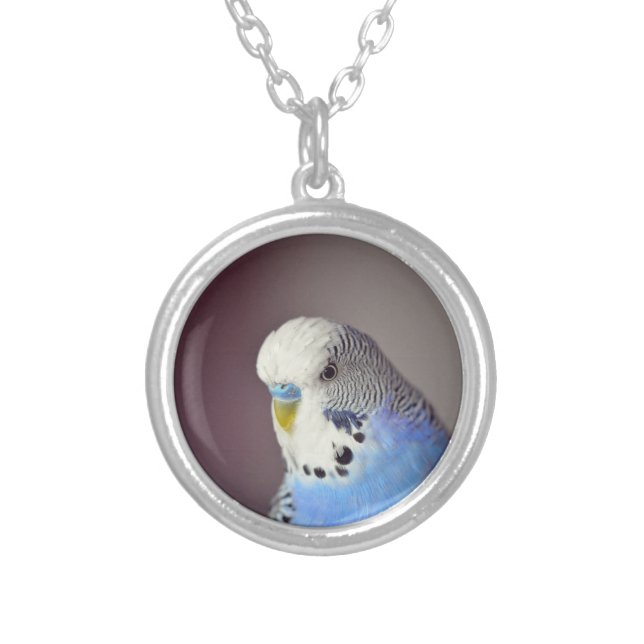 Pretty Blue Budgie Photo Silver Plated Necklace (Front)