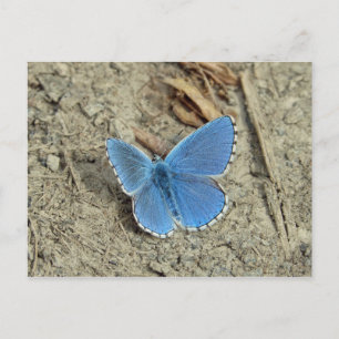 Pretty Blue Butterfly Photo Postcard