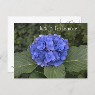 Pretty Blue Hydrangea Just A Little Note Postcard