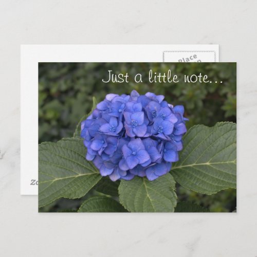 Pretty Blue Hydrangea Just A Little Note Postcard