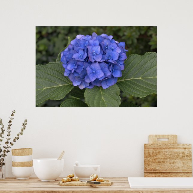 Pretty Blue Hydrangea Poster (Kitchen)