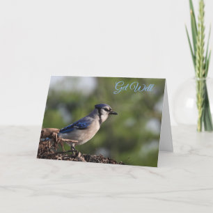 Pretty Blue Jay Bird Get Well Card