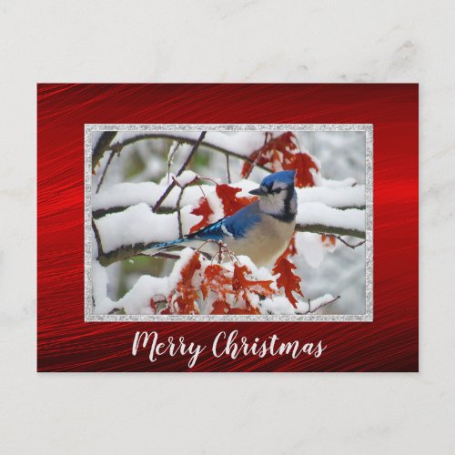 Pretty Blue Jay Snow Photo Christmas Postcard