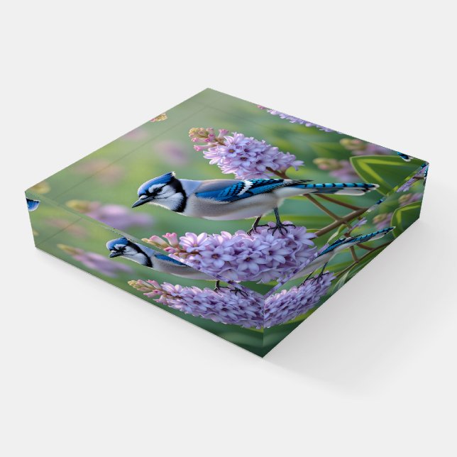 Pretty Blue Jay Standing on Lilac Branches Paperweight (Angled)