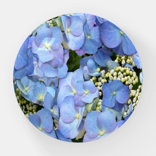 Pretty Blue Lacecap Hydrangea Round Paperweight