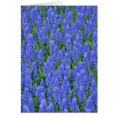 Pretty blue muscari flowers (Front)