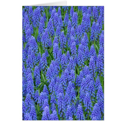 Pretty blue muscari flowers (Front)