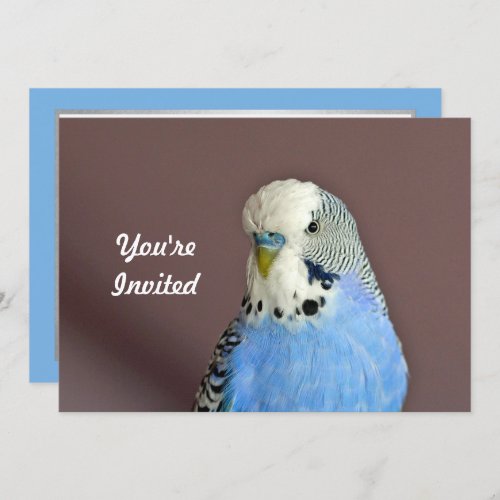 Pretty Blue Parakeet Photo Birthday Invitation