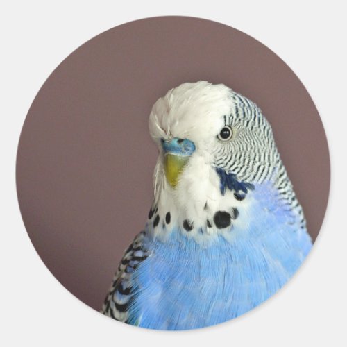 Pretty Blue Parakeet Photo Classic Round Sticker