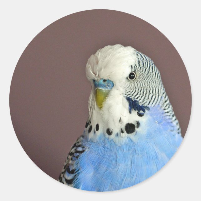 Pretty Blue Parakeet Photo Classic Round Sticker (Front)