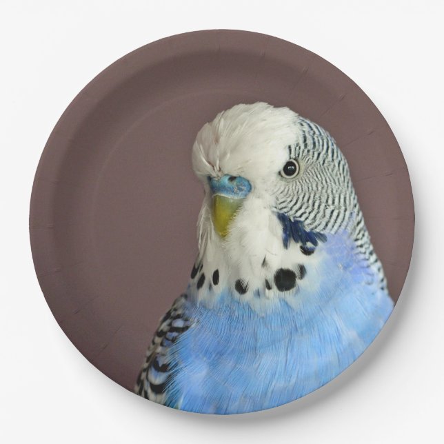 Pretty Blue Parakeet Photo Paper Plates (Front)