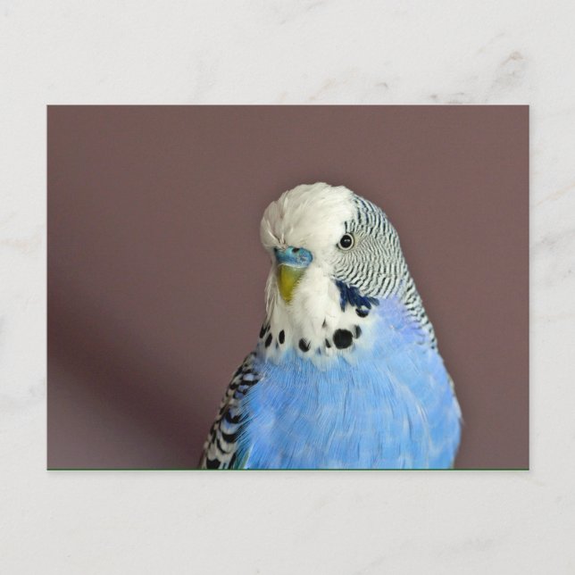 Pretty Blue Parakeet Photo Postcard (Front)