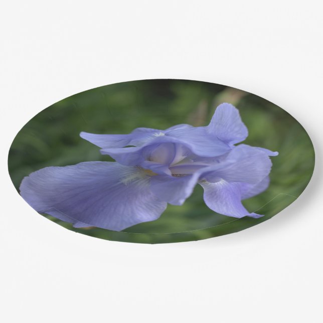 Pretty Blue Periwinkle Iris Flower Paper Plates (Angled)