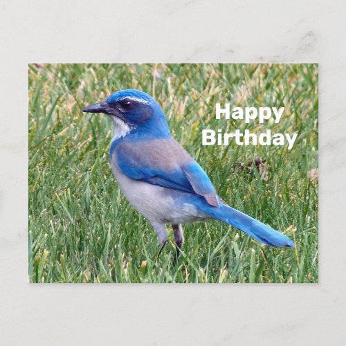 Pretty Blue Scrub Jay Bird Photo Birthday Postcard