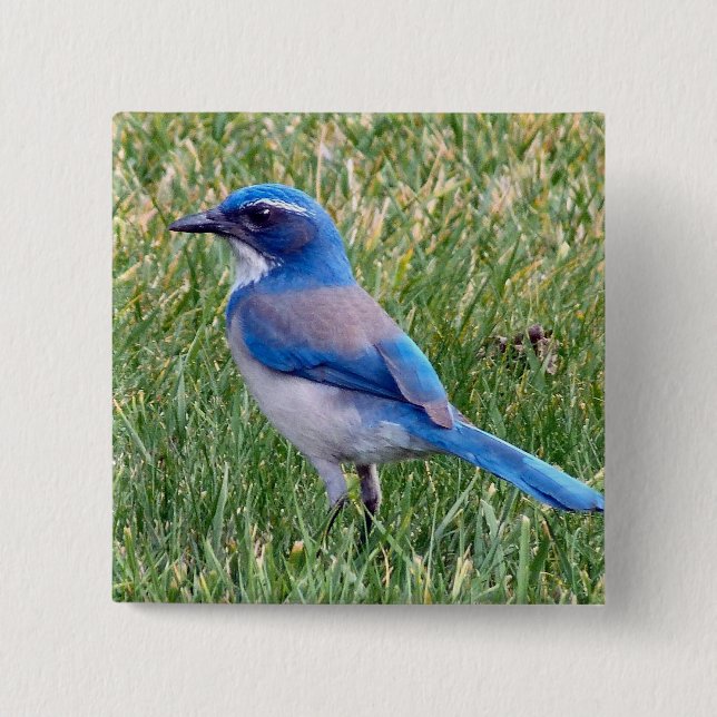 Pretty Blue Scrub Jay Bird Photo Button (Front)