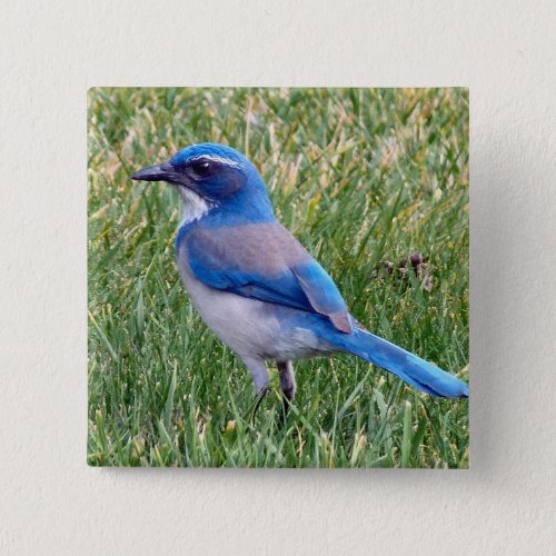 Pretty Blue Scrub Jay Bird Photo Button