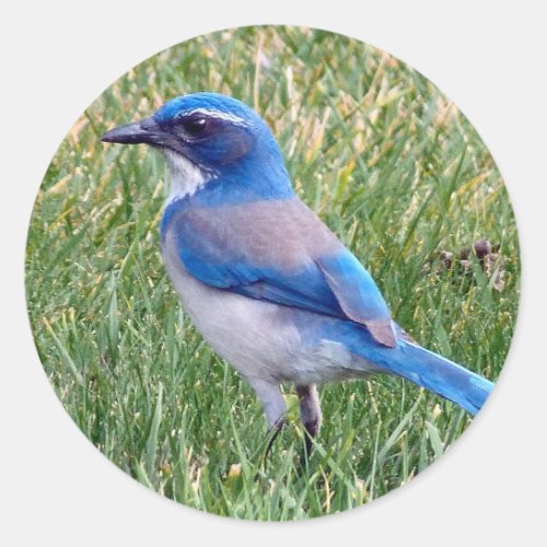 Pretty Blue Scrub Jay Bird Photo Classic Round Sticker