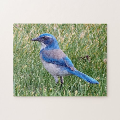 Pretty Blue Scrub Jay Bird Photo Jigsaw Puzzle