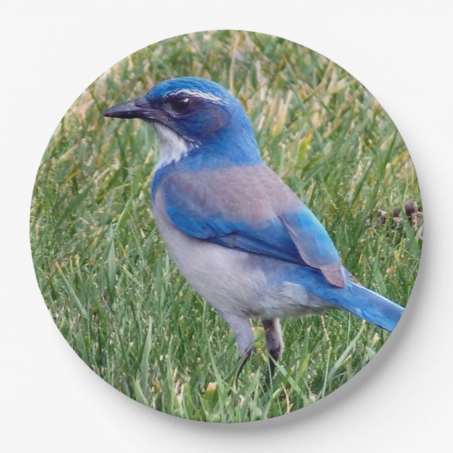 Pretty Blue Scrub Jay Bird Photo Paper Plates (Front)