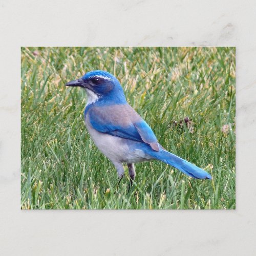 Pretty Blue Scrub Jay Bird Photo Postcard