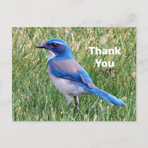 Pretty Blue Scrub Jay Bird Photo Thank You Postcard