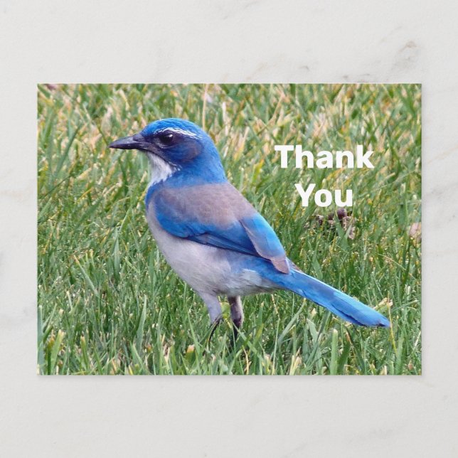 Pretty Blue Scrub Jay Bird Photo Thank You Postcard (Front)