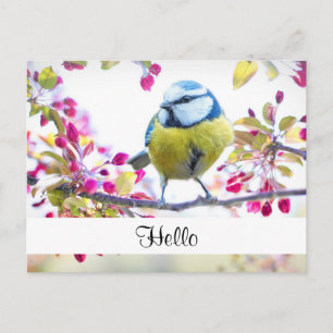 Pretty Blue & Yellow Bird on a Branch Hello Postcard