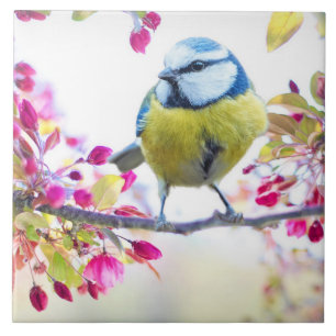 Pretty Blue & Yellow Bird on a Branch Photograph Ceramic Tile