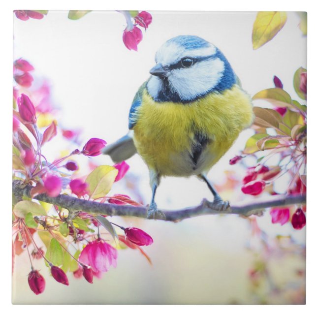 Pretty Blue & Yellow Bird on a Branch Photograph Ceramic Tile (Front)