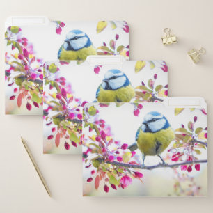 Pretty Blue & Yellow Bird on a Branch Photograph File Folder
