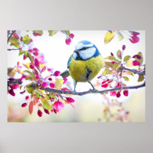 Pretty Blue & Yellow Bird on a Branch Photograph Poster