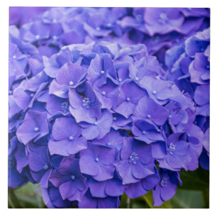Pretty Bluish Purple Summer Hydrangeas Ceramic Tile