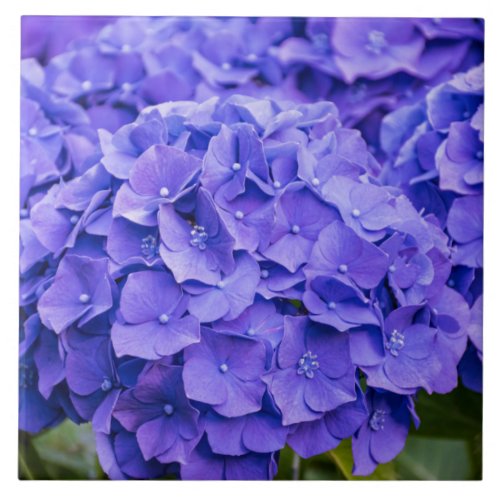 Pretty Bluish Purple Summer Hydrangeas  Ceramic Tile