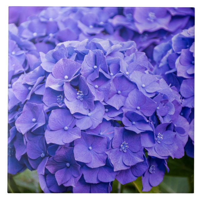 Pretty Bluish Purple Summer Hydrangeas  Ceramic Tile (Front)