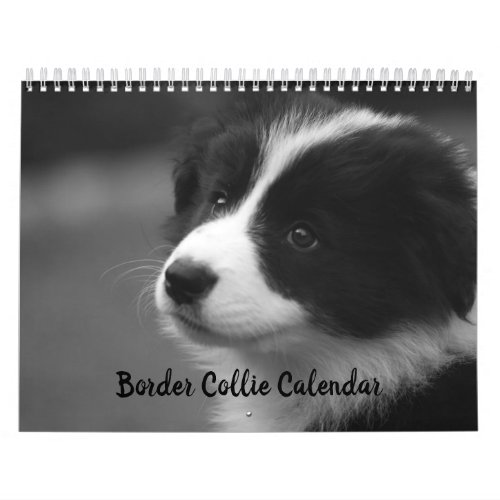 Pretty Border Collie Dog Calendar