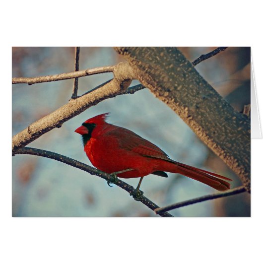 Pretty Boy Male Cardinal (Front Horizontal)
