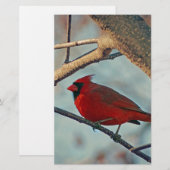 Pretty Boy Male Cardinal (Front/Back)